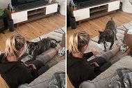 澳大利亚女子展示宠物狗另类技能 会给打喷嚏的主人拿抽纸