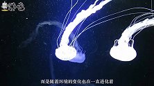 这种海洋生物外形极为美丽，人称海洋少女，实际上性格非常凶狠
