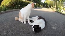 猫咪在大马路上打情骂俏