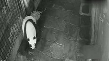 监拍大熊猫生产过程，大熊猫“兰香”产下一对双胞胎