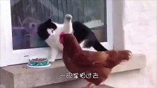 猫咪吃猫粮，天经地义，不料海鸥作死抢夺，下一秒出现反转