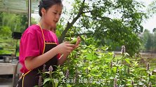 漆二娃vlog：四伯爷牙口不好，今天专门为他做一道耙茄子