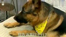 萌宠搞怪：德牧这委屈巴巴的样子！主人看了心疼了，不跟他赌气了