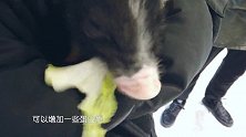 小香猪的饲养技巧，宠物医生表示，宠物小香猪其实很好养