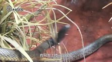 两米多的大黑蛇，能轻松爬上竖直墙面，厉害了
