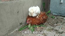 两只素不相识的鸡，一大一小相依为命，可怜