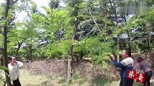你喜欢吃槐花吗？农庄里槐花太难摘，工具不错