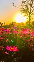 愿你时而有骨、一路有花、此生有他。