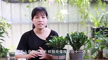 养蟹爪兰，最怕三伏天？做好“2防1控”，越夏无忧！