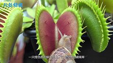 捕蝇草vs嚣张蜗牛，谁才是真正的王者？下一秒太意外