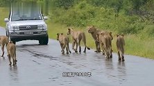 库马纳雄狮联盟：四头雄狮公路巡逻很威风，最终实力不足被淘汰