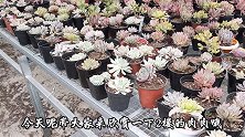 英子带你来看二楼的多肉，每一款肉肉单独出镜，你心动了吗？