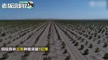 马云“点亮”世界森林日：除了种1亿棵树的目标，我再捐100万棵