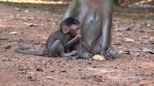 有这几种特征的猴妈妈，小猴越长大越讨厌，别不当回事，看看吧！