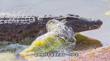 鳄鱼在晒太阳，下秒却飞来横祸，镜头拍下鳄鱼悲惨画面