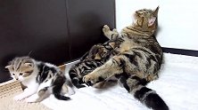 两只小猫咪长得太可爱了，还在妈妈旁边玩耍，真的很开心啊！