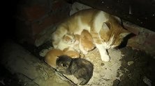 流浪猫在地下室生下了五只小猫，好心人做了一个窝，又带了食物