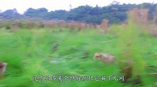 为什么都说“鸡犬不宁”？它们之间有啥恩怨，看完笑出鼻涕泡！