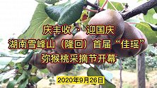 隆回猕猴桃采摘节