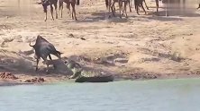 牛羚被鳄鱼咬住脚拖入水中河马发现后赶到助其脱困