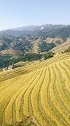 淡淡的稻香，淡淡的秋韵～龙脊梯田