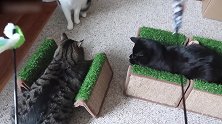 新做的一只逗猫棒，看这些猫咪玩乐的样子，真是好萌啊！