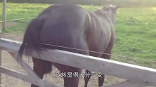 一匹马被电上瘾，天天蹭电网享受被电快感，农场主快被气晕了