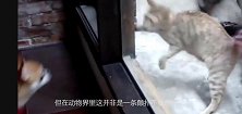 虎毒不食子斑马为何要将自己的亲生孩子置于死地答案全在这里