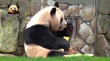 220斤的熊猫良浜坐在门口大块朵颐，好乖巧的胖墩儿，太可爱了