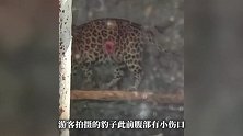 广东韶关华南虎园一豹子腹部现肉眼可见大洞，工作人员回应
