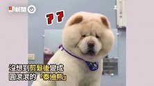 蓬毛松狮剪发后变「圆规泰迪熊」，网友被雪球发型萌翻：好想抱！