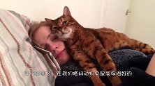 两只老虎争先恐后的要看猫咪，竟争吵了起来你往旁边挪点行不行