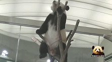 淘气的熊猫樱浜开启熊孩子模式，坐在树杈上来回摇晃，让人担心