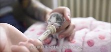 手掌大的小奶猫喝奶，小手无处安放，长相太呆萌了