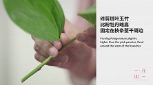 花开花落二十日，一城之人皆若狂