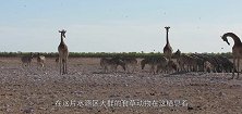 豺狼闯入食草动物区，一只羚羊慌乱掉入水池里，上岸是被一口咬住
