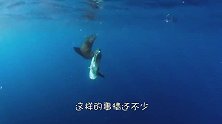 这鱼是没有痛觉吗？已经被海豹啃食大半，竟然还没反应过来！