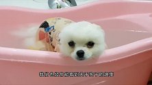 博美剪完头就像换了只狗，网友：眉清目秀，心动的感觉！