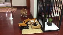 橘猫：这TM是猫生干的人事么