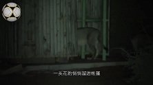 男子在野外露营，熟睡中被豹子闯入帐篷，镜头记录全过程
