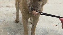 大黄也想吃肉了，爷爷说这是中华田园犬，再香也不会吃筷子上的！