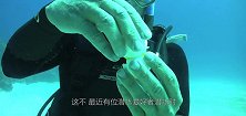 潜水者在水草下发现一个大钳子，伸手一掏，原来藏着个大家伙