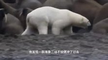 动物：800公斤北极熊，捕杀3吨重海象，饥饿让它丧失理智