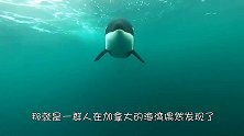 幼年虎鲸被卡在石缝中，被成功解救后，出现了让人意外的画面