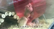 小仓鼠玩跑轮得意忘形，成功把自己甩飞，看到它这么惨我就放心了