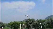 大疆农业植保无人机在柑橘上得到有效应用。