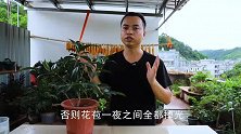 有花苞以后的茶花，3件事可不能做，否则花苞全枯萎掉光