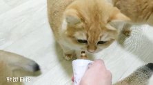 铲屎官被小奶猫围住：把你手上好吃的交出来