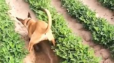 自家养的小马犬，看家护院他不干，就喜欢学人去耕地！