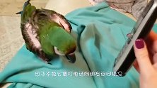主人打来电话问好，鹦鹉非要接听，开口第一句就让人笑掉大牙